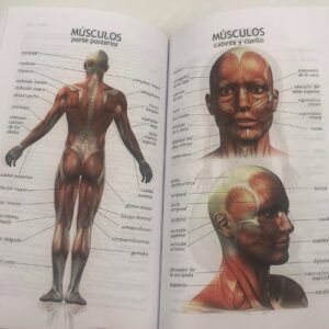 diccionario-con-imagenes-de-anatomia
